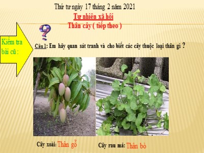 Bài giảng môn Tự nhiên xã hội khối 3 - Thân cây ( tiếp theo )