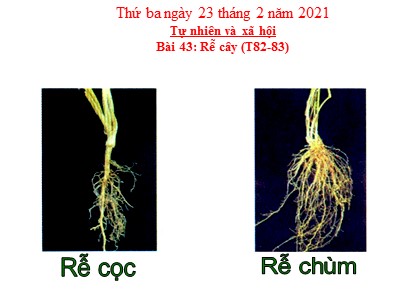 Bài giảng Tự nhiên và xã hội 3 - Bài 43: Rễ cây (T82-83)