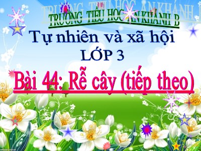 Bài giảng Tự nhiên và xã hội 3 - Bài 44: Rễ cây (tiếp theo) - Trường tiểu học An Khánh B