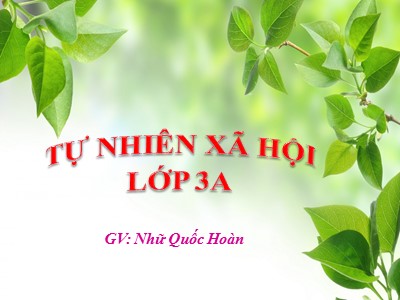 Bài giảng Tự nhiên và xã hội 3 - Bài 46: Chức năng của lá cây - GV: Nhữ Quốc Hoàn