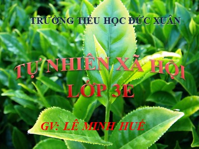 Bài giảng Tự nhiên và xã hội 3 - Tiết 45+46: Lá cây. Khả năng kì diệu của lá cây - GV: Lê Minh Huế