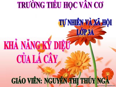 Bài giảng Tự nhiên & xã hội 3 - Tiết 46: Khả năng kỳ diệu của lá cây - Giáo viên: Nguyễn Thị Thúy Ngà