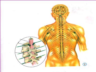 Bài giảng Tự nhiên & xã hội khối 3 - Bài 12: Cơ quan thần kinh