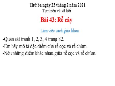 Bài giảng Tự nhiên & xã hội khối 3 - Bài 43: Rễ cây