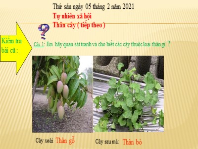 Bài giảng Tự nhiên xã hội khối 3 - Thân cây (tiếp theo)