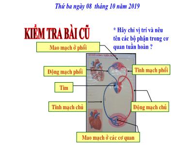 Bài giảng Tự nhiên & xã hội khối 3 - Tiết 8: Vệ sinh cơ quan tuần hoàn